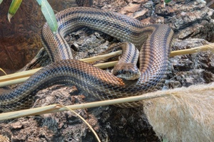 Zoološki vrt, zmija (1)