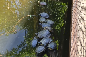 Zoološki vrt, kornjače