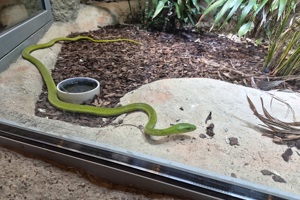 Zoološki vrt, zmija (3)