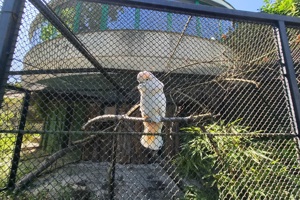 Zoološki vrt, kakadu (2)