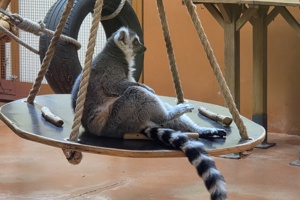 Zoološki vrt, lemur
