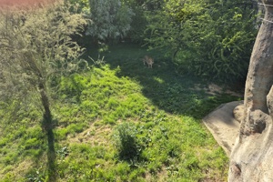 Zoološki vrt, lav (1)