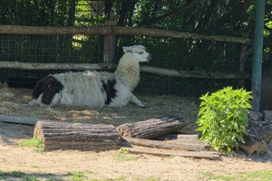 Zoološki vrt, ljama
