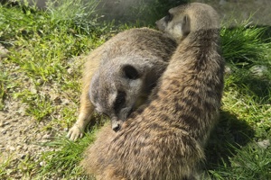 Zoološki vrt, merkati (2)