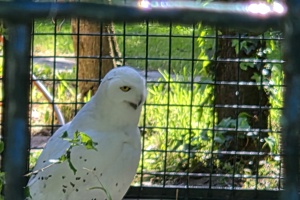 Zoološki vrt, sova (1)