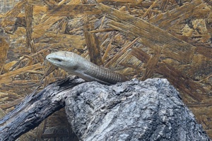 Zoološki vrt, zmija