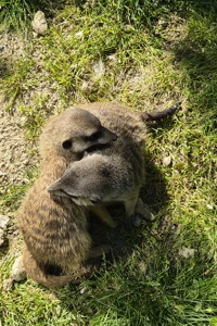 Zoološki vrt, merkati