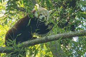 Zoološki vrt, crvena panda (1)
