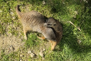 Zoološki vrt, merkati (1)