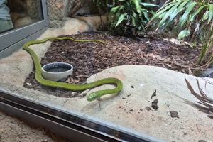 Zoološki vrt, zmija (2)