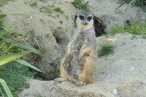 Zoološki vrt, merkat