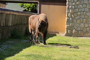 Zoološki vrt, bizon