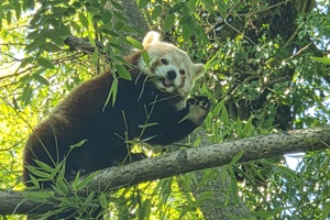Zoološki vrt, crvena panda (2)